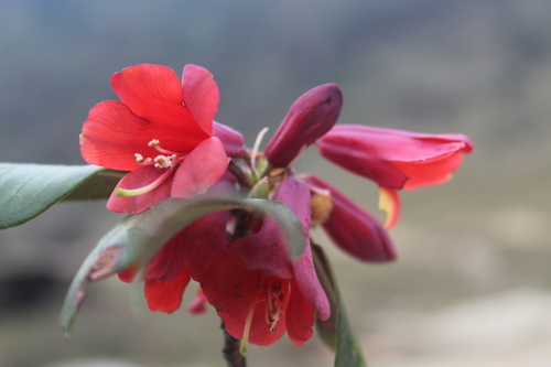 Rhododendron cinnabarinum — photo