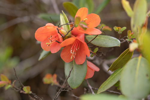 Rhododendron cinnabarinum