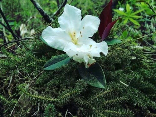 Rhododendron decorum (Da bai du juan) — photo