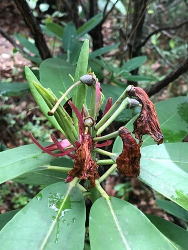 Rhododendron decorum (Da bai du juan) — photo