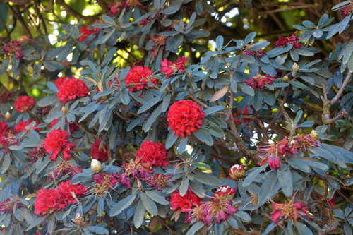 Rhododendron delavayi — photo