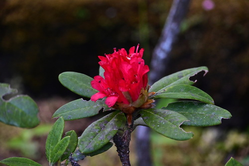 Rhododendron delavayi — photo