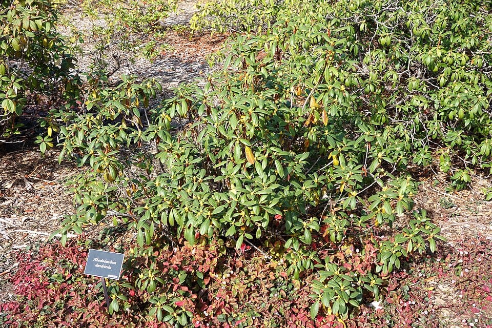Rhododendron dendricola — photo