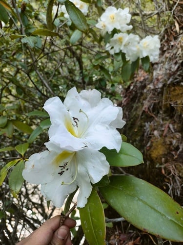 Rhododendron dendricola