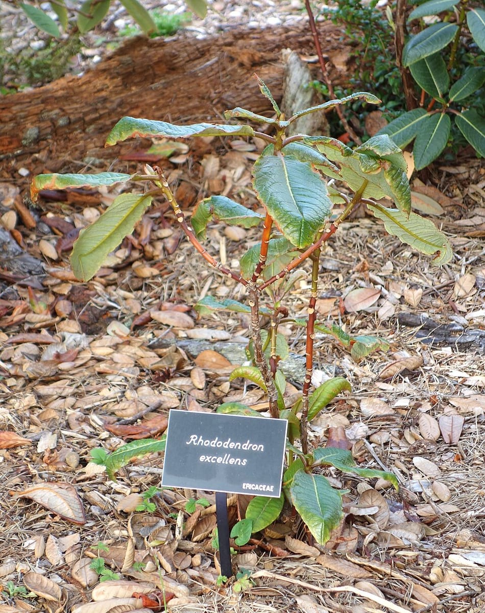 Rhododendron excellens — photo