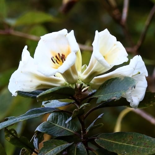 Rhododendron excellens — photo