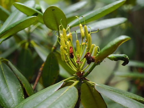 Rhododendron fauriei — photo