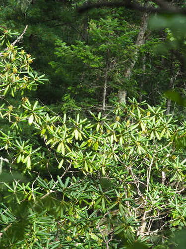 Rhododendron fauriei — photo