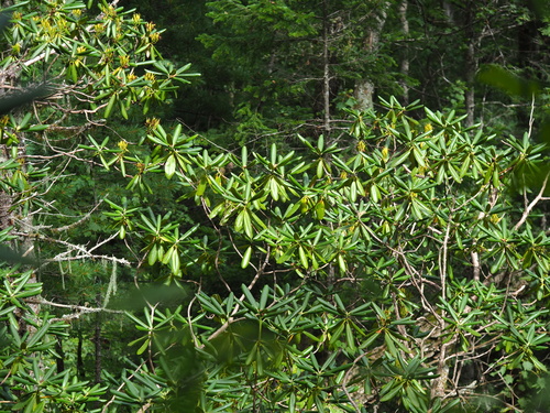 Rhododendron fauriei