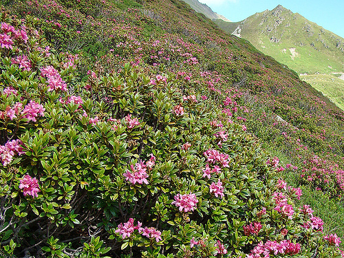 Rhododendron ferrugineum (Alpine rose) — photo