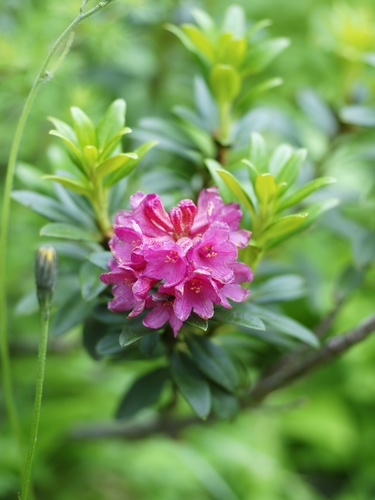 Rhododendron ferrugineum (Alpine rose) — photo