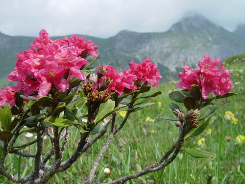 Rhododendron ferrugineum
