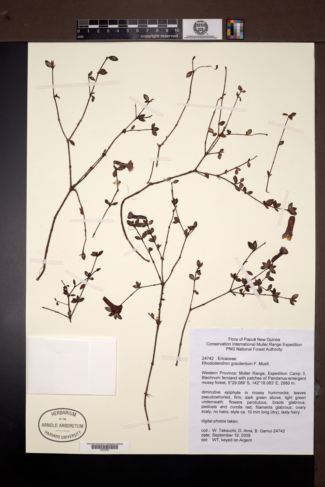 Rhododendron gracilentum — photo