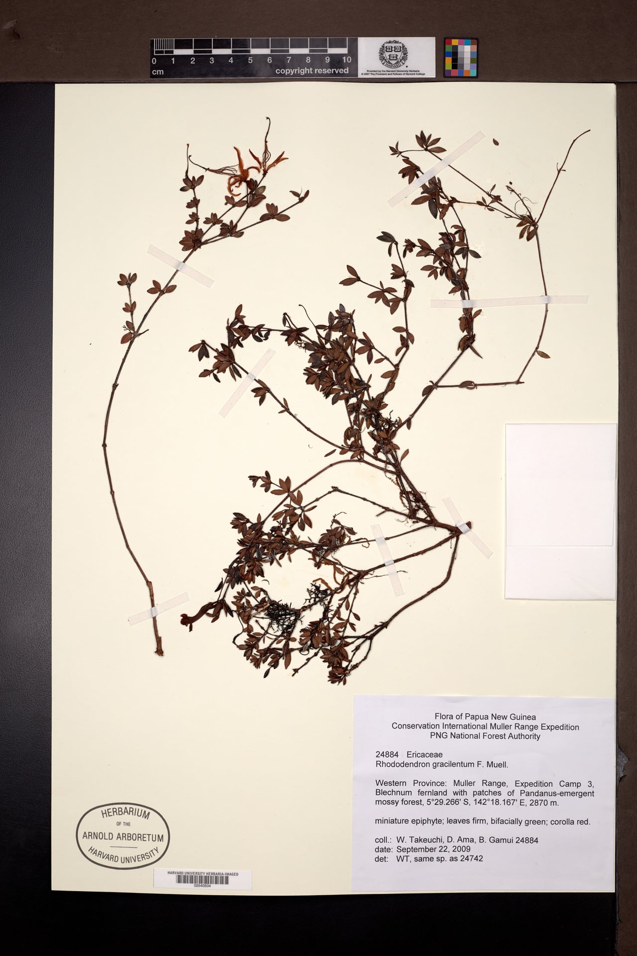 Rhododendron gracilentum — photo