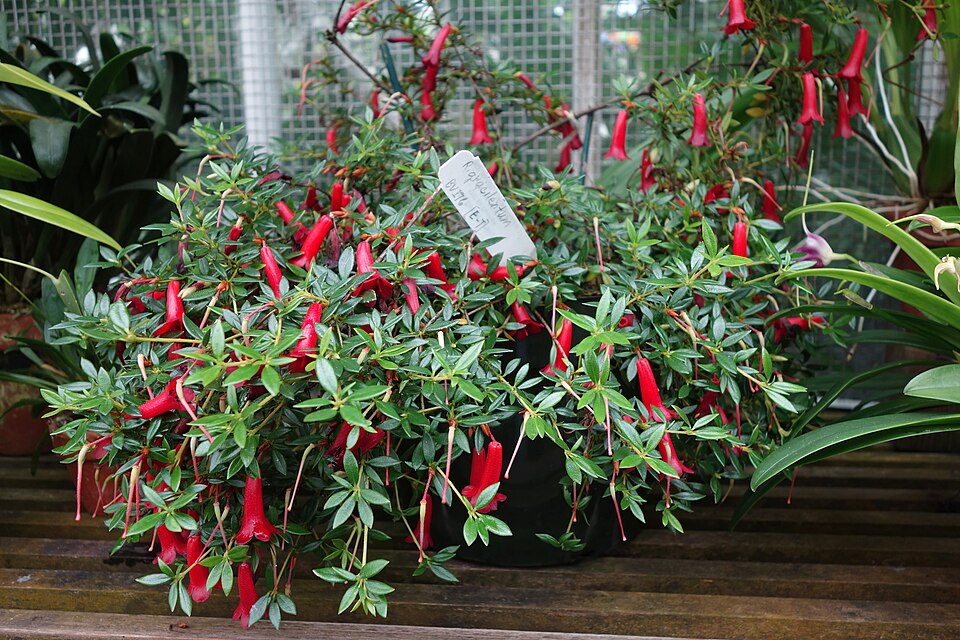 Rhododendron gracilentum