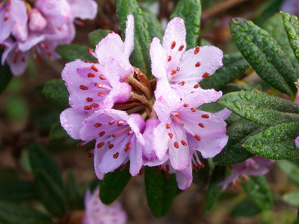 Rhododendron hippophaeoides — photo