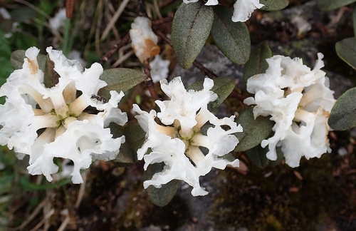 Rhododendron hypenanthum — photo