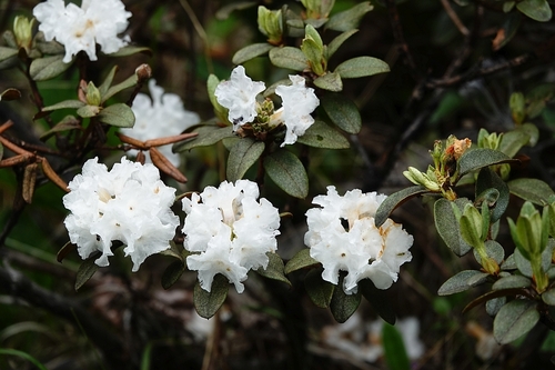 Rhododendron hypenanthum — photo