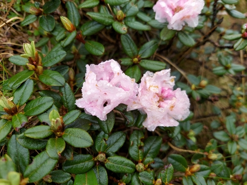 Rhododendron hypenanthum