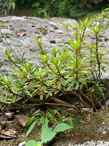 Rhododendron indicum (Rhododendron) — photo