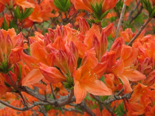 Rhododendron japonicum (Japanese Azalea) — photo