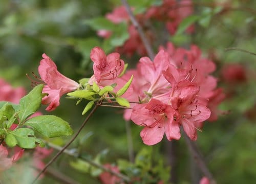 Rhododendron kaempferi (Kaempfer Azalea) — photo