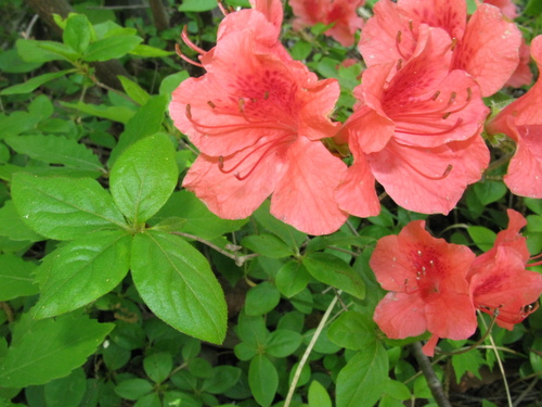 Rhododendron kaempferi
