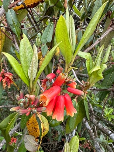 Rhododendron keysii — photo