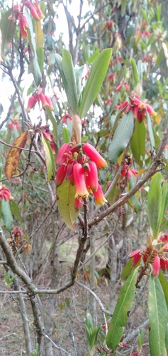 Rhododendron keysii