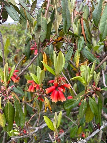 Rhododendron keysii — photo
