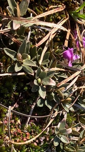 Rhododendron lapponicum (Lapland rose-bay) — photo