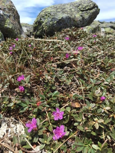 Rhododendron lapponicum (Lapland rose-bay) — photo