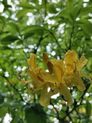 Rhododendron luteum — photo