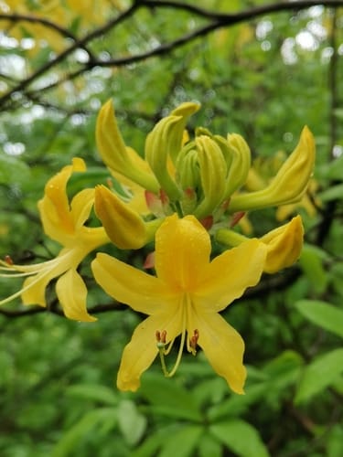 Rhododendron luteum — photo