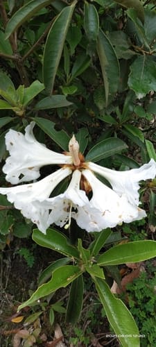 Rhododendron maddenii subsp. crassum — photo