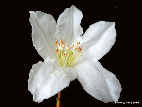Rhododendron maddenii subsp. crassum