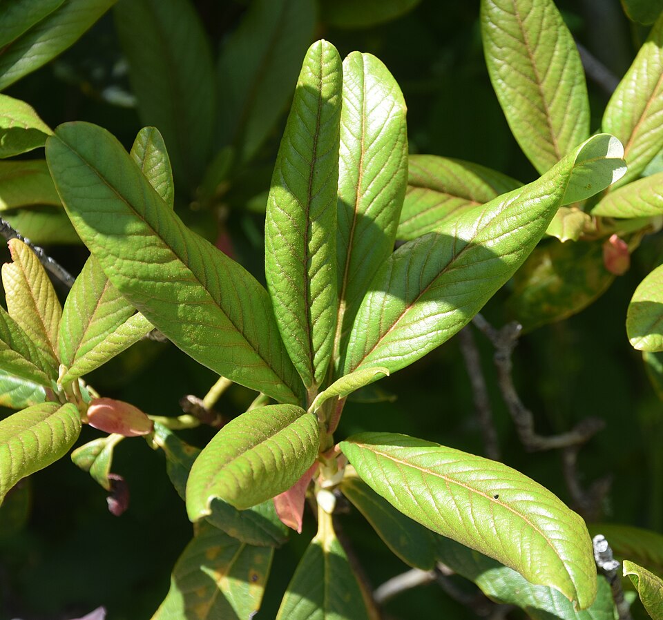 Rhododendron megacalyx — photo