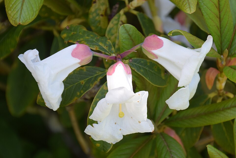 Rhododendron megacalyx