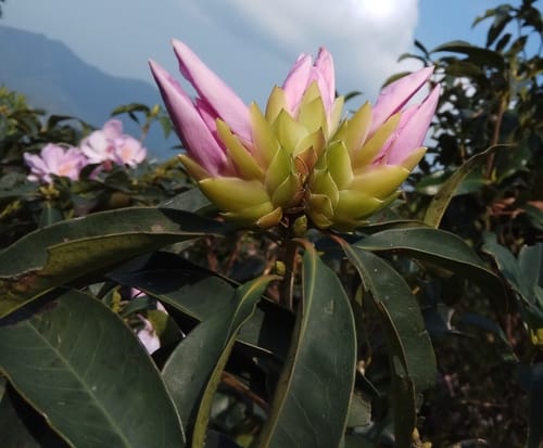 Rhododendron moulmainense — photo