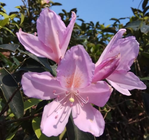 Rhododendron moulmainense — photo