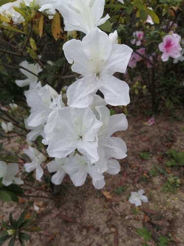 Rhododendron mucronatum (Japanese azalea) — photo