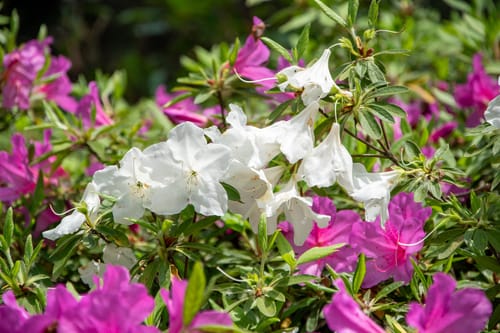 Rhododendron mucronatum (Japanese azalea) — photo