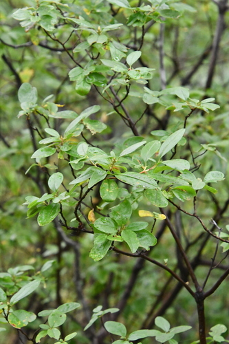 Rhododendron mucronulatum (Manchurian azalea) — photo