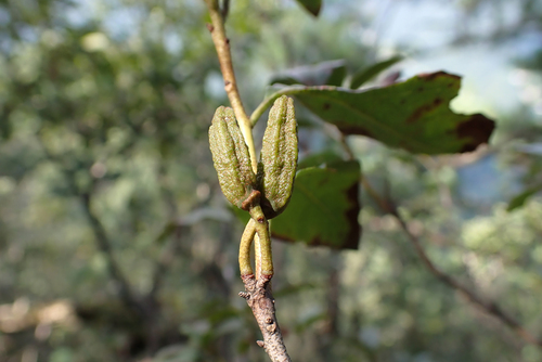 Rhododendron mucronulatum (Manchurian azalea) — photo