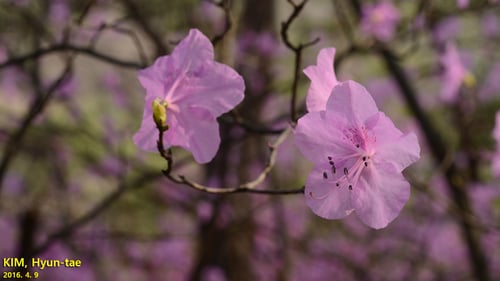 Rhododendron mucronulatum
