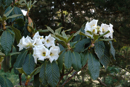 Rhododendron nuttallii — photo