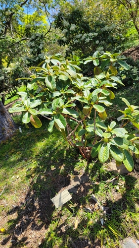 Rhododendron nuttallii — photo