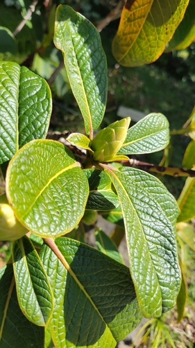 Rhododendron nuttallii