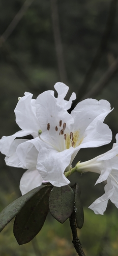 Rhododendron pachypodum — photo