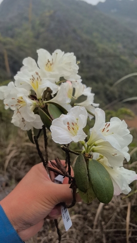 Rhododendron pachypodum